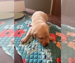 Red collar - Male Labrador Retriever Puppy for Sale - Photo #4