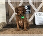 Puppy 2 Goldendoodle-Irish Setter Mix