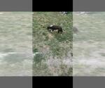 Small Mutt