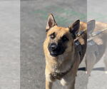 Small #2 German Shepherd Dog