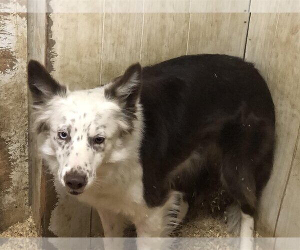 Medium Photo #1 Border Collie Puppy For Sale in Highland, IL, USA