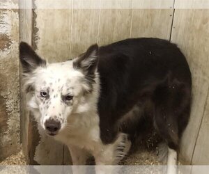 Border Collie Dogs for adoption in Highland, IL, USA