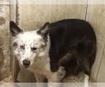Small Border Collie