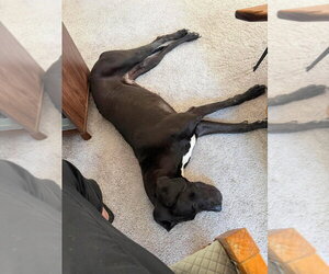Mandy - Female Great Dane Dog for Adoption - Photo #4