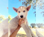 Small Photo #1 Siberian Husky Puppy For Sale in RIO LINDA, CA, USA