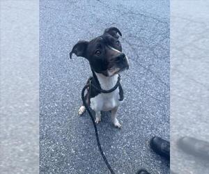 American Pit Bull Terrier Dogs for adoption in Derwood, MD, USA