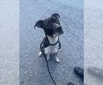 YIN YANG - Female American Pit Bull Terrier Dog for Adoption - Small photo