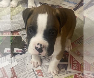 Boxer Puppy for Sale in LEWISTOWN, Pennsylvania USA