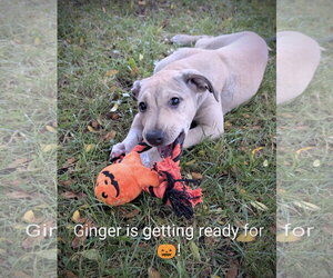 Labrador Retriever-Unknown Mix Dogs for adoption in SHERBURNE, NY, USA