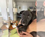 Small #9 American Staffordshire Terrier Mix