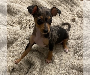 Miniature Pinscher Puppy for sale in SAN ANTONIO, TX, USA