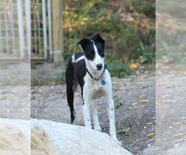 Medium Photo #1 Border Collie-Unknown Mix Puppy For Sale in Paso Robles, CA, USA