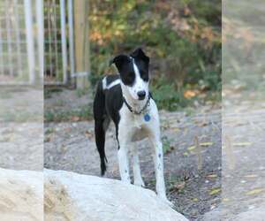 Border Collie-Unknown Mix Dogs for adoption in Paso Robles, CA, USA