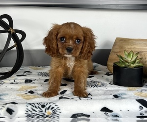 Cavalier King Charles Spaniel Puppy for sale in FRANKLIN, IN, USA