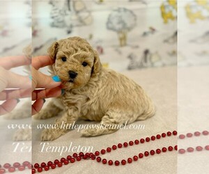 Medium Maltipoo (Miniature)