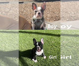 French Bulldog Puppy for sale in SAN FRANCISCO, CA, USA