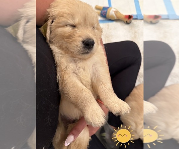 Medium Photo #7 Golden Retriever Puppy For Sale in EXTON, PA, USA