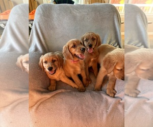 Golden Irish-Golden Retriever Mix Puppy for sale in SOUTH WATERFORD, ME, USA