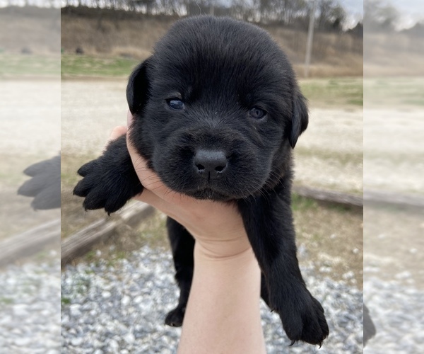 Medium Photo #1 Labrador Retriever Puppy For Sale in CEDAR VALE, KS, USA