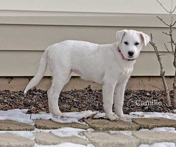 Medium Photo #3 Mutt Puppy For Sale in Hoffman Estates, IL, USA