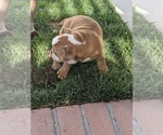 Small Photo #4 Bulldog Puppy For Sale in CORONA, CA, USA