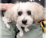 Small #1 Maltese Mix