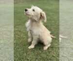 Small #1 Mutt