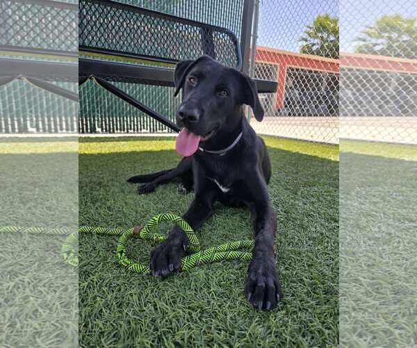 Medium Photo #2 Labrador Retriever-Unknown Mix Puppy For Sale in San Diego, CA, USA