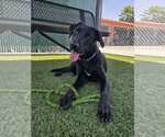 Small #1 Labrador Retriever Mix