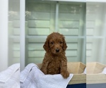 Small Photo #1 Goldendoodle Puppy For Sale in TAMPA, FL, USA