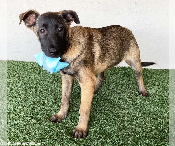 Medium Photo #2 German Shepherd Dog-Unknown Mix Puppy For Sale in San Diego, CA, USA