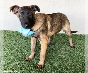Claire - Female German Shepherd Dog-Unknown Mix Dog for Adoption - Photo #2