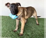 Small #1 German Shepherd Dog Mix