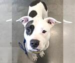 Small #1 American Pit Bull Terrier Mix