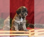 Small Photo #10 Aussiedoodle Miniature  Puppy For Sale in MENDON, MI, USA