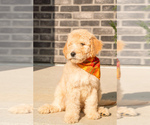 Puppy Oliver Goldendoodle