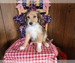 Small Photo #111 Bernedoodle (Miniature) Puppy For Sale in BLACK FOREST, CO, USA
