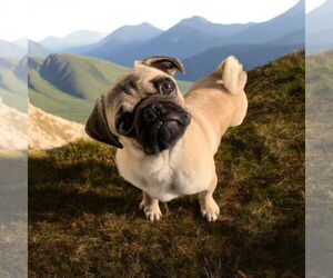 Pug Dogs for adoption in Menifee, CA, USA