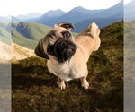 Small Pug
