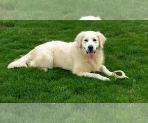 Father of the English Cream Golden Retriever puppies born on 01/28/2022