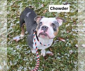 Bullypit Dogs for adoption in Frankenmuth, MI, USA