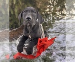 Small #3 Great Dane