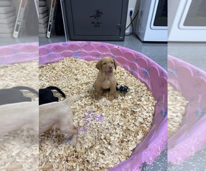 Labrador Retriever Puppy for sale in CONCORD, VA, USA