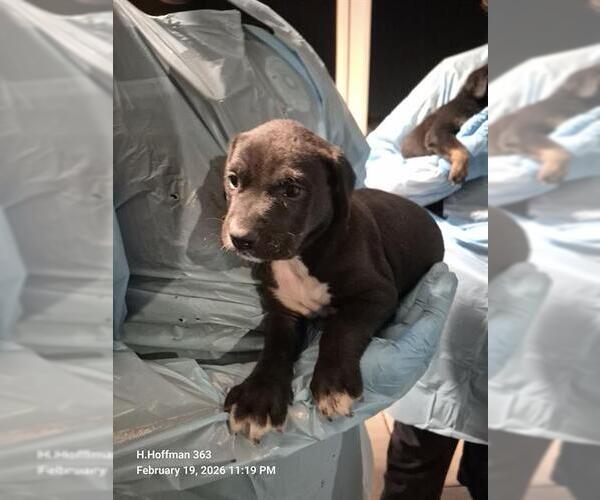 Medium Photo #1 Doberman Pinscher-Unknown Mix Puppy For Sale in San Antonio, TX, USA