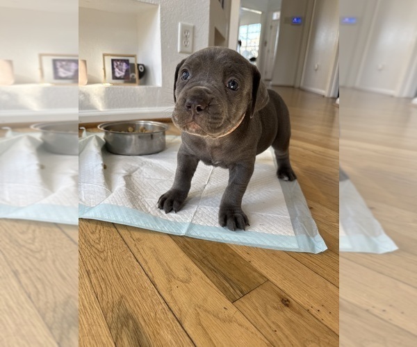Medium Photo #1 Cane Corso Puppy For Sale in SUFFOLK, VA, USA