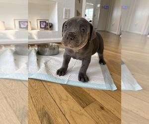 Medium Cane Corso