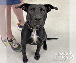 Small #2 Labrador Retriever Mix