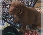 Small Photo #1 Labrador Retriever Puppy For Sale in CLARKSVILLE, TN, USA