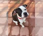 Small Photo #2 American Bulldog Puppy For Sale in Dumont, NJ, USA