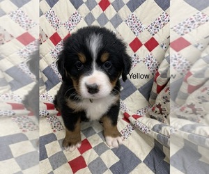 Bernese Mountain Dog Puppy for sale in ENON, OH, USA